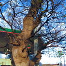 四街道地名発祥の地 保存樹
