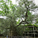 日本最古のオリーブ樹（治療中）