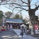 新田神社拝殿と御神木