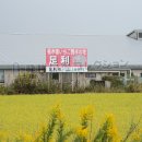 栃木県いちご発祥の地(2021)