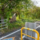 りんりんロード桜並木発祥の地(2025)