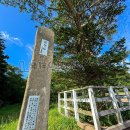 荷卸の松(2026)
